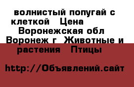 волнистый попугай с клеткой › Цена ­ 1 000 - Воронежская обл., Воронеж г. Животные и растения » Птицы   